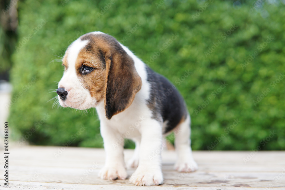 beagle puppy in the garden. Adorable dog on green background with copy space for text. beagle puppy in the garden. Adorable dog on green background with copy space for text.