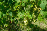 old Dorona vineyard of Venice, a native Venetian grape