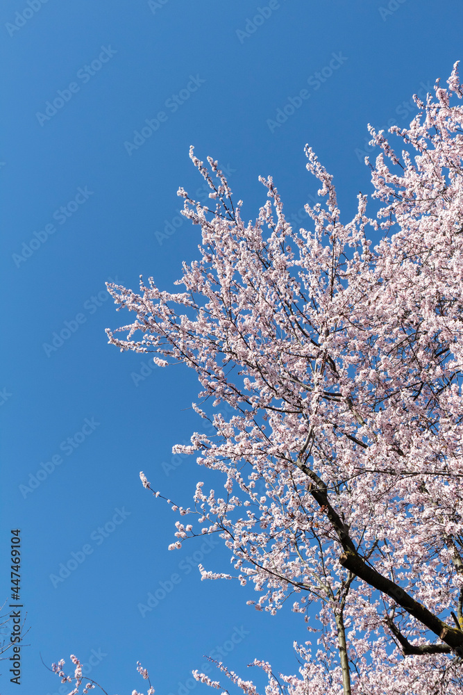 Spring season approaching as cherry tree starts to blossom, showing white and pink flowers on the branches