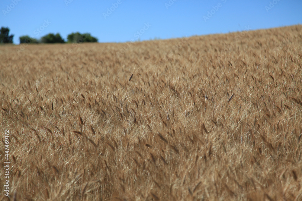 field of wheat field of wheat