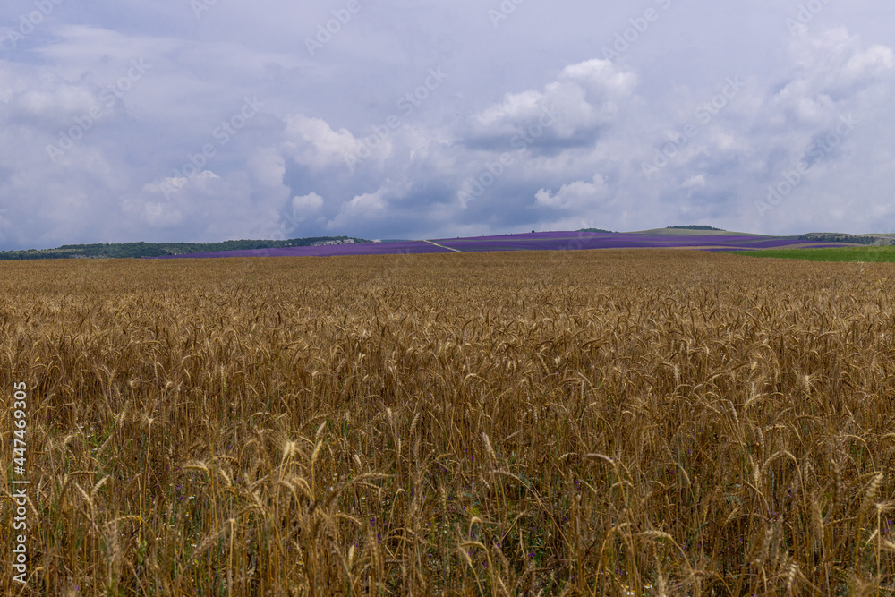 Naklejka premium Grain field at the day light with blue sky