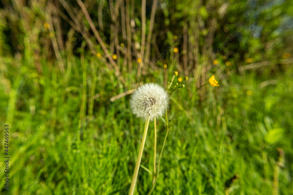 Wonderful, lonely dandelion flower with white flakes growing in the tall, green grass