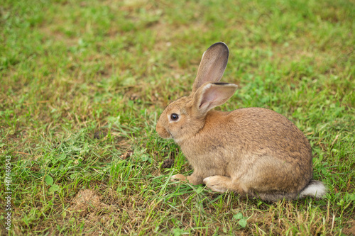 Young red rabbit on the green grass. Easter bunny in the garden. Summertime. Space for copy.