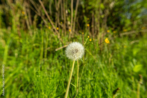 Wonderful  lonely dandelion flower with white flakes growing in the tall  green grass