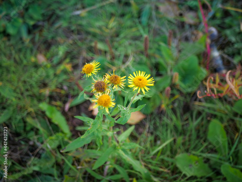 Dandelions 