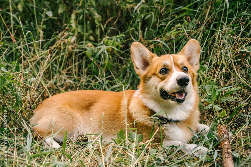 Pembroke red corgi lies in green grass in nature with a stick, which he played