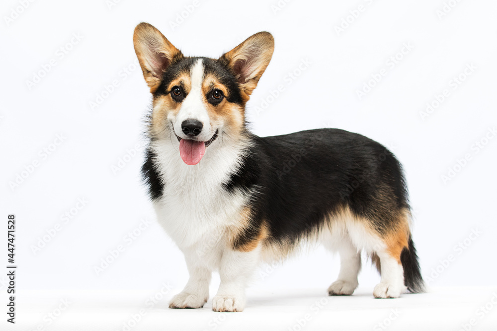 dog standing and watching welsh corgi pembroke breed dog standing and watching welsh corgi pembroke breed