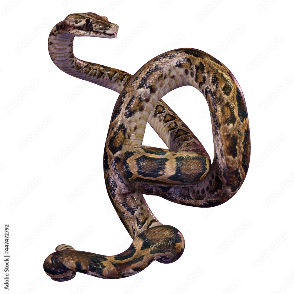 3D Rendering Burmese Python on White 3D Rendering Burmese Python on White