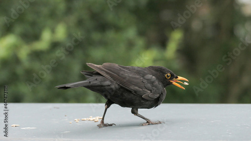 Amsel, Turdus merula, Schwarzdrossel, Drossel, Vogel, Singvogel, Natur, Tier, Garten