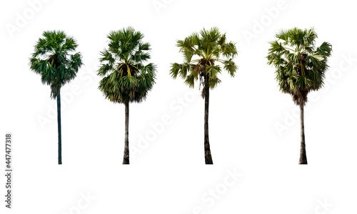 Sugar palm collections isolated on white background (Toddy palm, Asian Palmyra palm, Borassus flabellifer) © Nisathon Studio