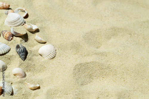 Seashells on the sand with space for text. Sandy beach with shells. Holidays by the sea, vacations