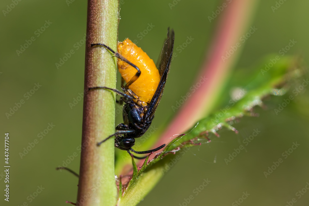 Large Rose Sawfly Arge pagana laying eggs. Insect close-up
