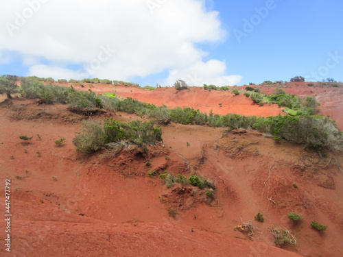A deserted hilly valley with red-brown soil, overgrown with rare vegetation