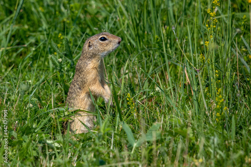 European ground squirrel in grass © scimmery1