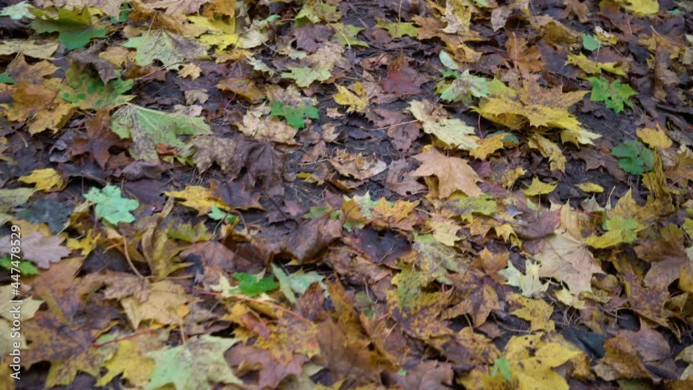 Panning shot of path covered with colourful autumn leaves in the forest. Panning shot of path covered with colourful autumn leaves in the forest.