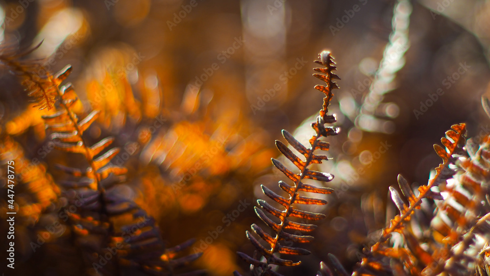 Macro de feuilles de fougère, dans un environnement orangé, pendant le coucher du soleil Macro de feuilles de fougère, dans un environnement orangé, pendant le coucher du soleil