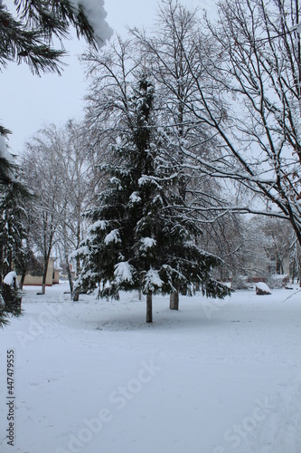 winter landscape. snow-covered trees and bushes. The road between the trees in winter. winter entertainment © Кристина Шоба