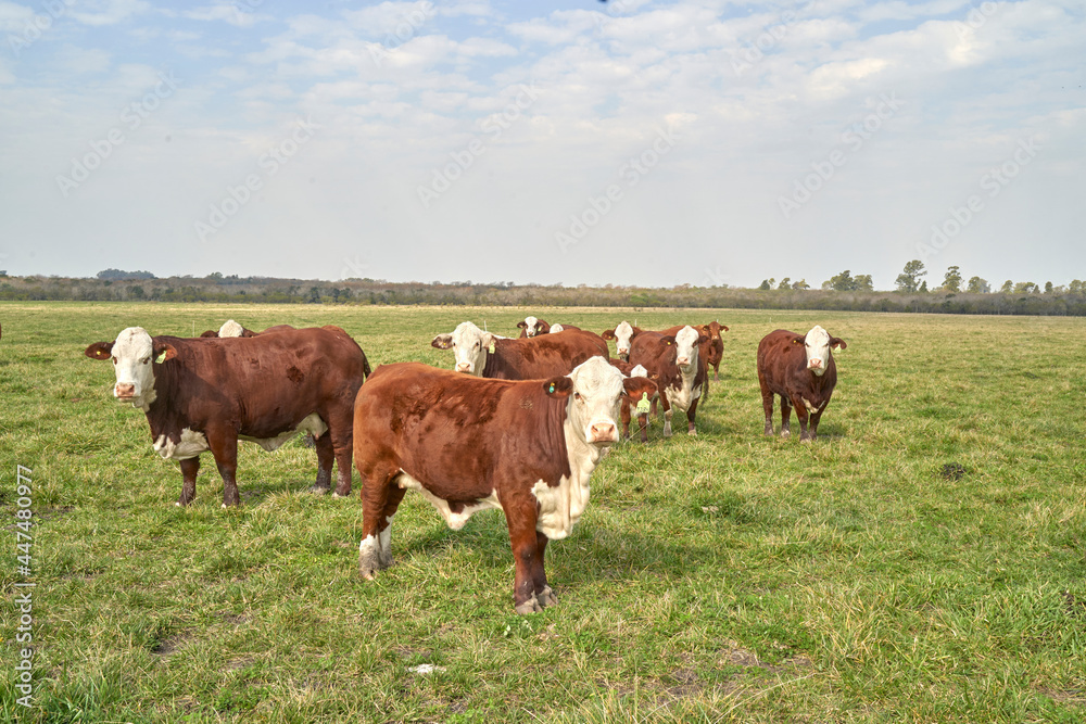 Curious cows in a field on a farm. Cows Herding by the Farm