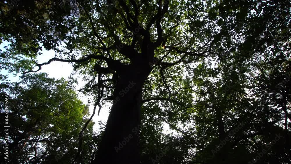 A silhouette of an old English tree A silhouette of an old English tree