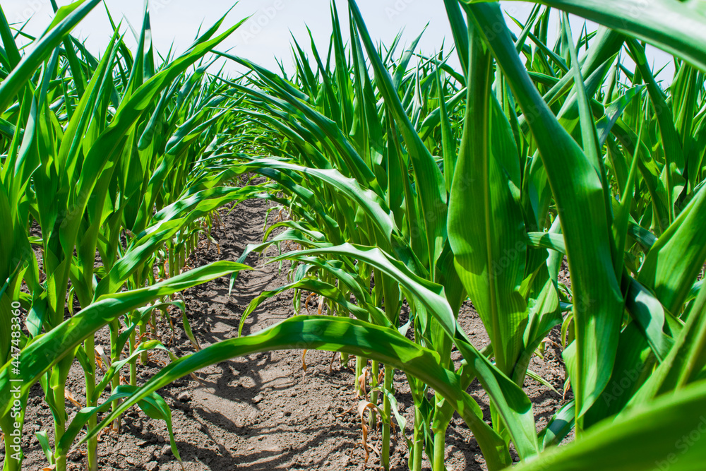 Obraz premium Young green sprouts of maize plant cultivated in field. Concept of agriculture and the cultivation of food and animal feed.