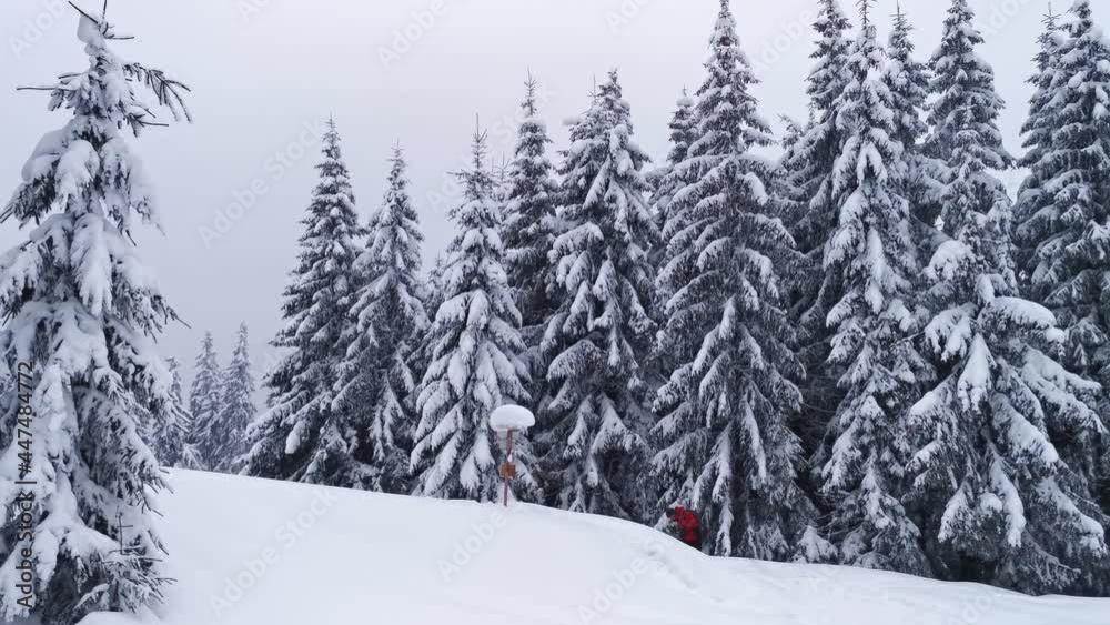 Huge snow covered fir trees in the forest. Hiker in red jacket standing and wait his friends near it. Huge snow covered fir trees in the forest. Hiker in red jacket standing and wait his friends near it.