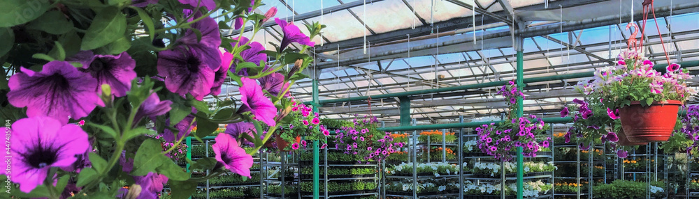 Banner with beautiful bright pink Petunia flowers hanging in the greenhouse. Copy space