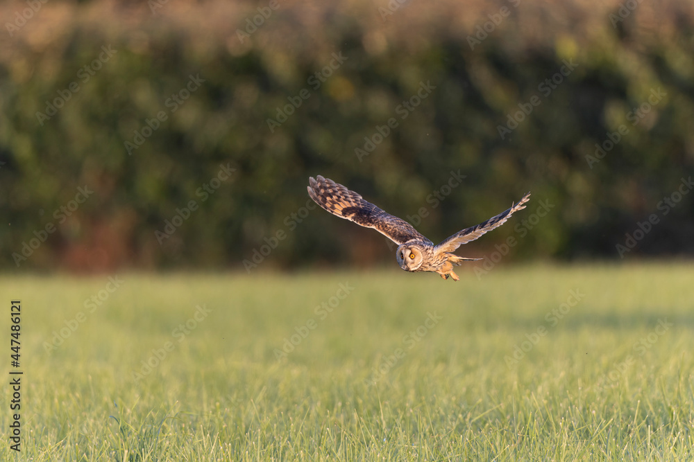 Fototapeta premium Long-eared Owl Asio otus in hunting flight