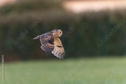Long-eared Owl Asio otus in hunting flight © denis