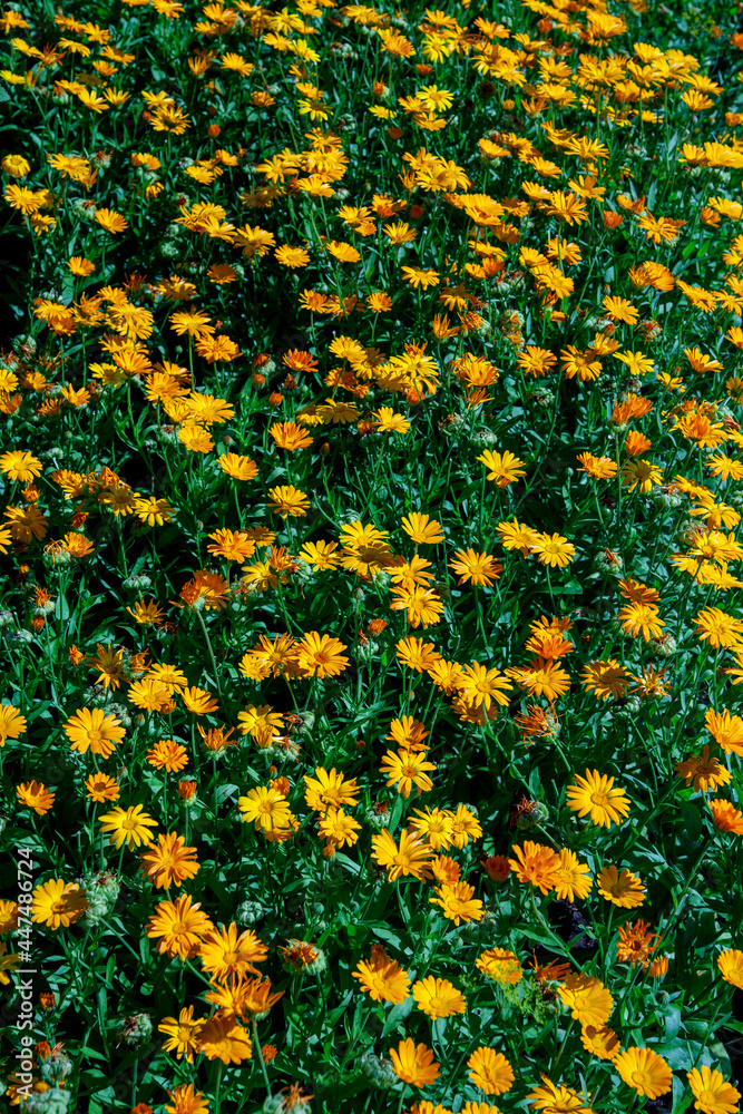 Multiple number of Blooming calendula (lat. Calendula officinalis) flowers in the garden creates original natural vertical background and pattern for copy space.