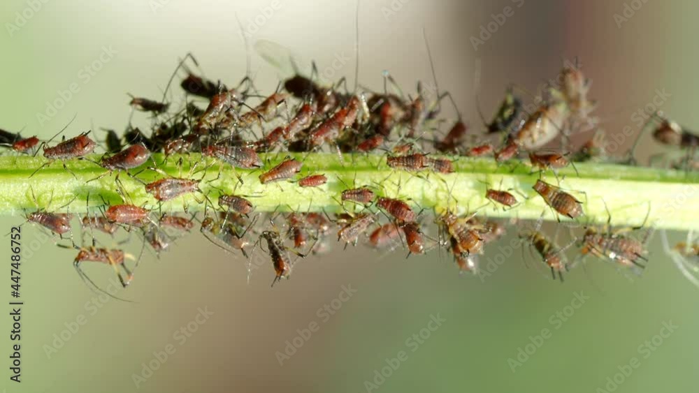 Closeup of Aphid colony - Hemiptera: Aphididae - on plant stem in 4K VIDEO. Macro footage of insect pests - plant lice, greenfly, blackfly or whitefly - sucking juice from plant. Closeup of Aphid colony - Hemiptera: Aphididae - on plant stem in 4K VIDEO. Macro footage of insect pests - plant lice, greenfly, blackfly or whitefly - sucking juice from plant.