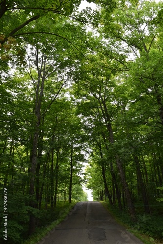 A road under the maple trees in summer  Qu  bec  Canada