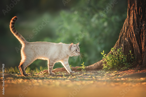 A cat walks in the garden near an oak tree