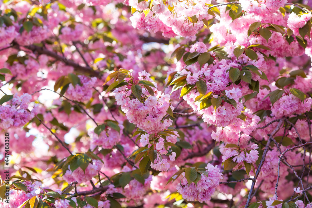 Sakura tree. Bloom season. Background with pink flowering branches and bokeh
