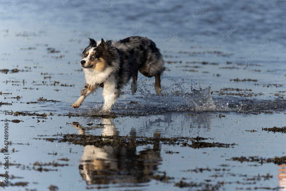 Australian Border Collie running in the sea or in portrait Australian Border Collie running in the sea or in portrait