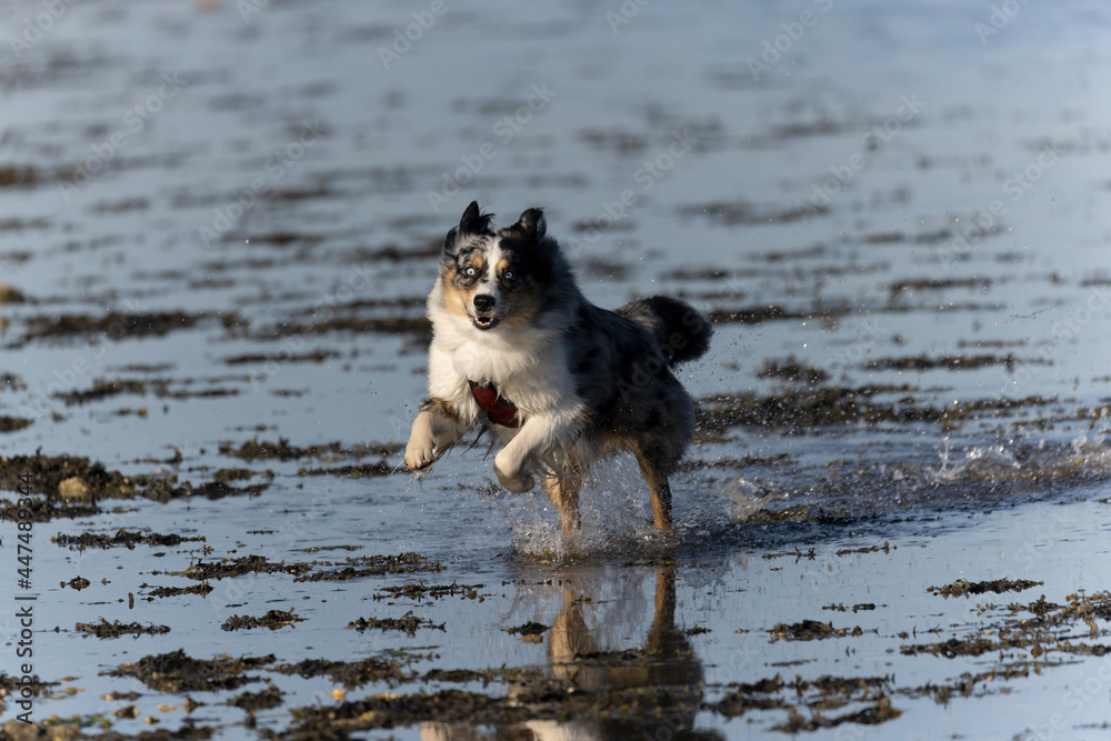 Australian Border Collie running in the sea or in portrait Australian Border Collie running in the sea or in portrait