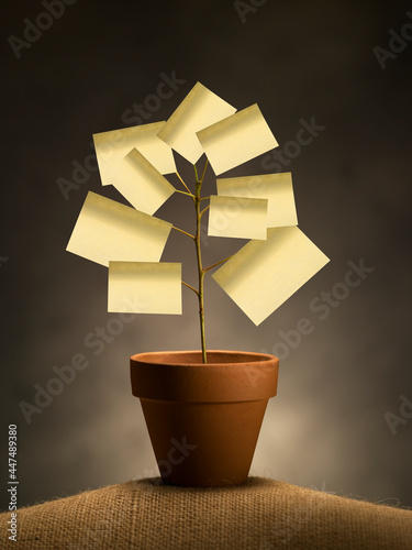 clipboard plant