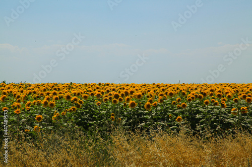 field of sunflowers at daytime