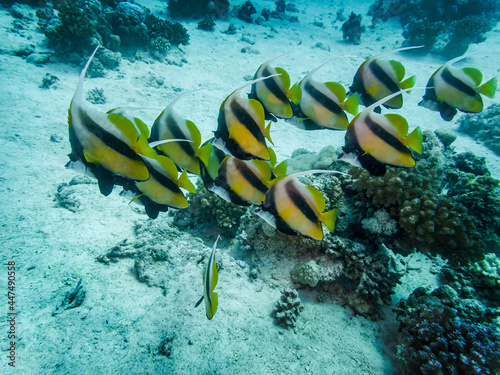 Beautiful fish on the reefs of the Red Sea