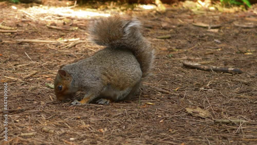 Cute squirrel forages for food in forest canopy Cute squirrel forages for food in forest canopy