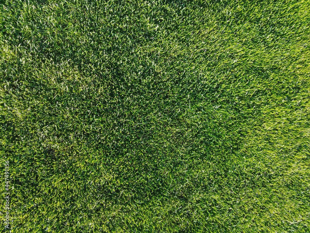 Obraz premium Green grass texture