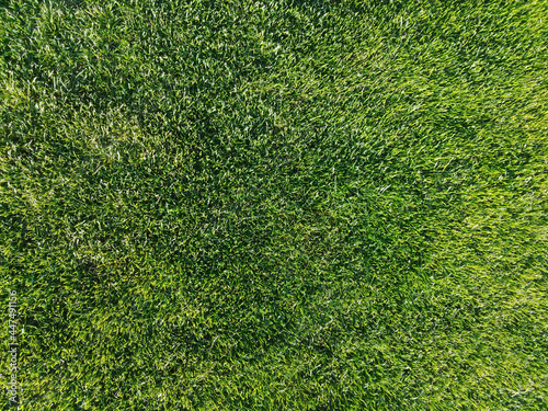 Green grass texture