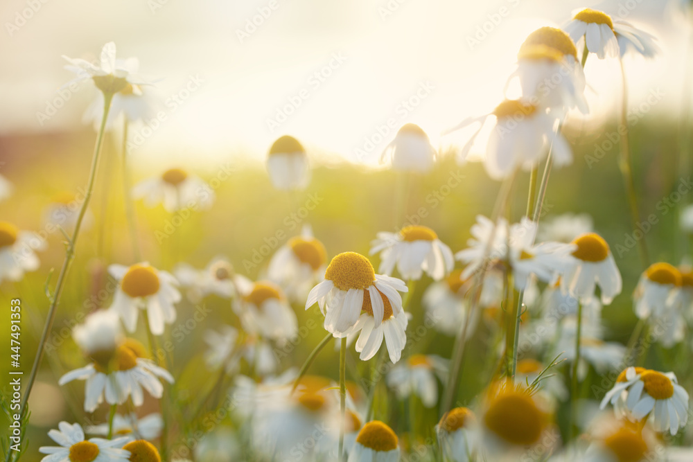 Daisies in the sun light. Summer meadow