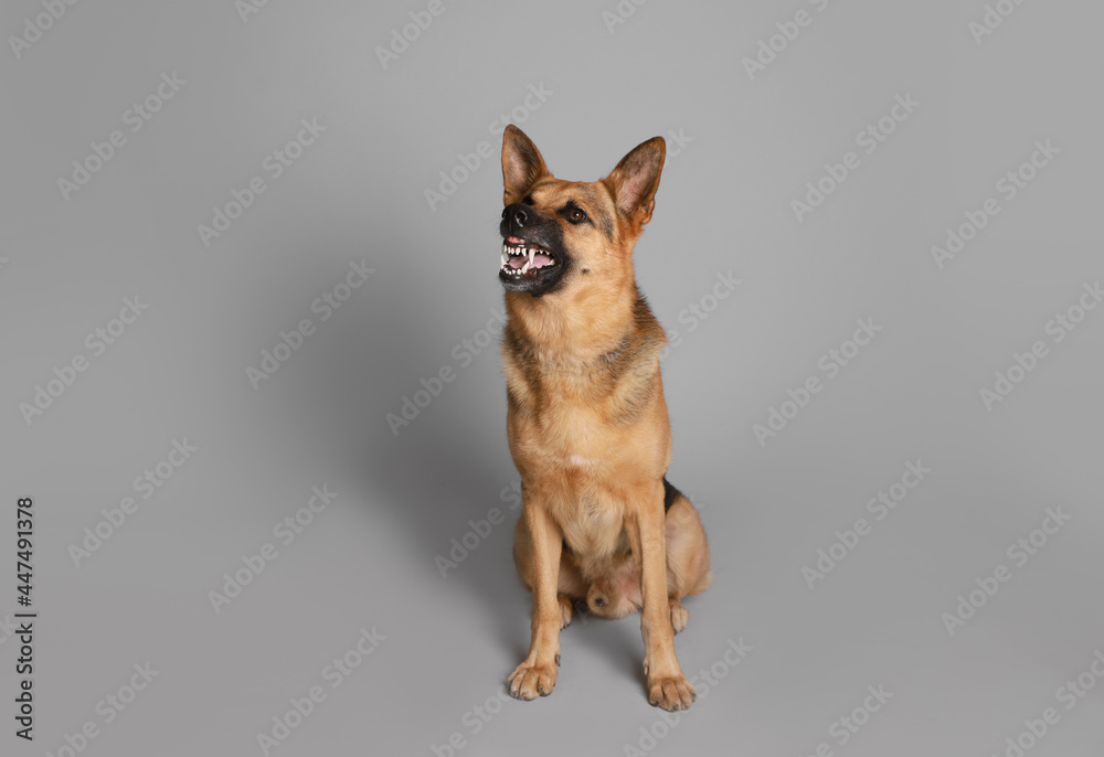 Aggressive German Shepherd dog on grey background Aggressive German Shepherd dog on grey background