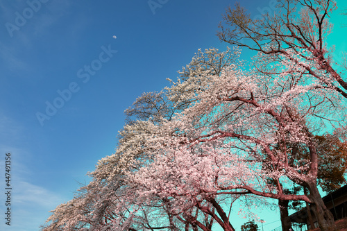 土手沿いの桜並木　千葉県流山市　日本