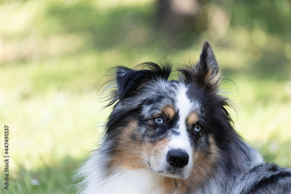 Australian Border Collie running in the sea or in portrait Australian Border Collie running in the sea or in portrait