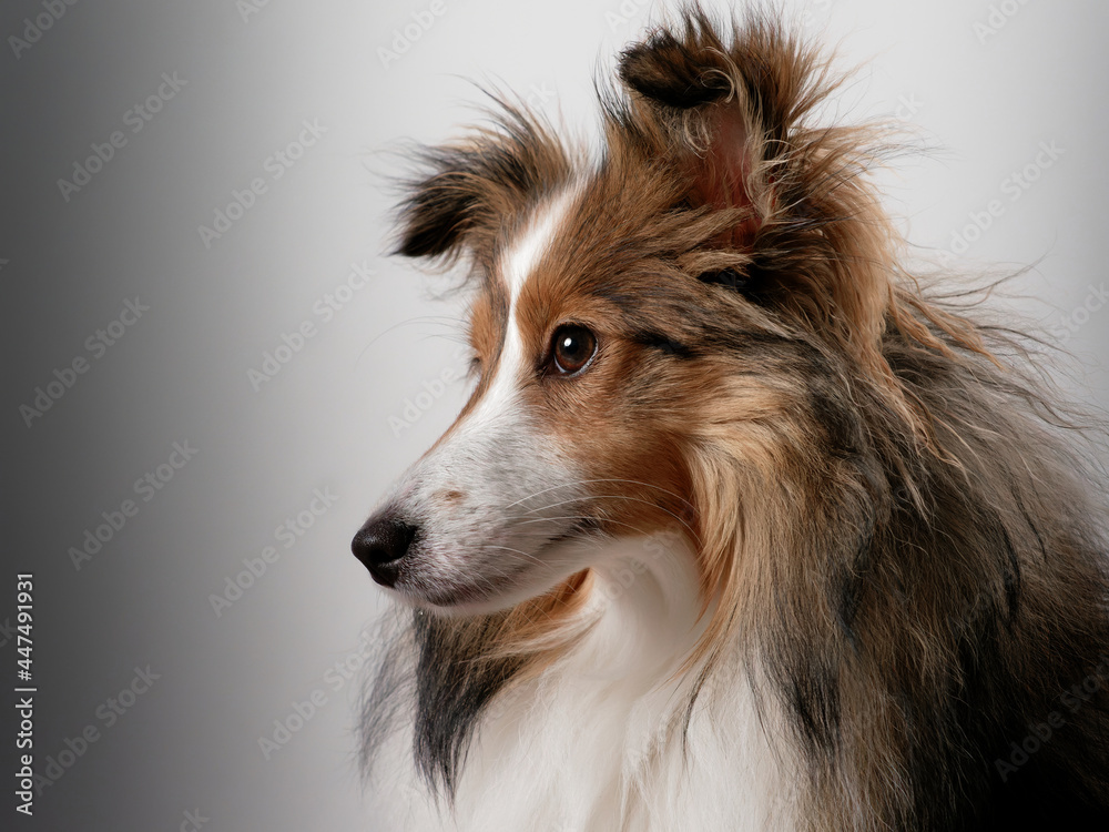 Naklejka premium Close-up of a sable shetland sheepdog with white background