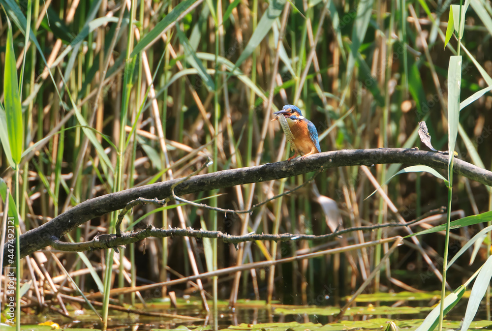A Common Kingfisher (alcedo atthis) in the Reed - Heilbronn, Germany A Common Kingfisher (alcedo atthis) in the Reed - Heilbronn, Germany