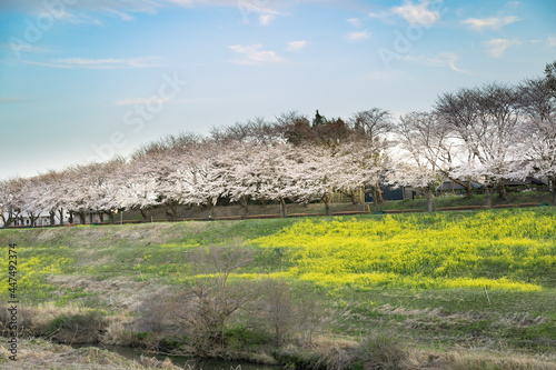 川沿いの桜と菜の花　千葉県流山市　日本