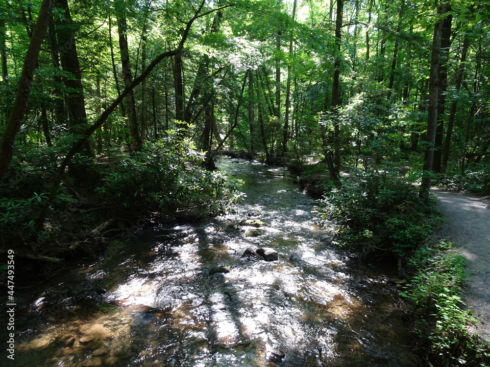 Obraz premium River flowing in forest