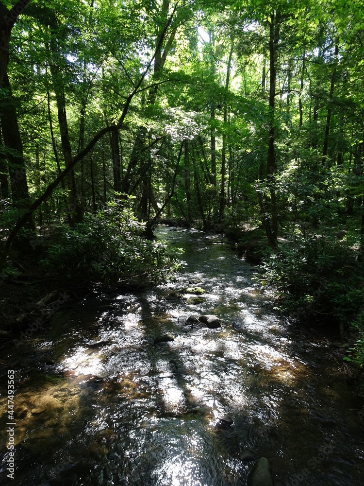 Obraz premium River flowing in forest